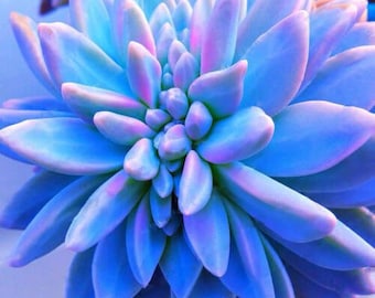 Blue Succulents Witchford Lithops Seeds, Cactus Seeds, 100pcs/pack