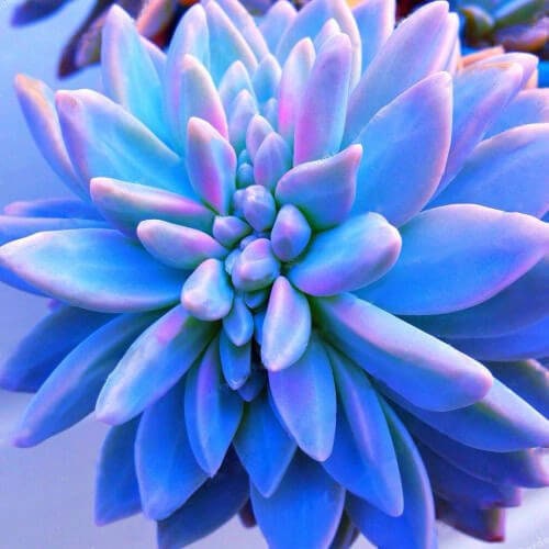 Blue Succulents Witchford Lithops Seeds, Cactus Seeds, 100pcs/pack