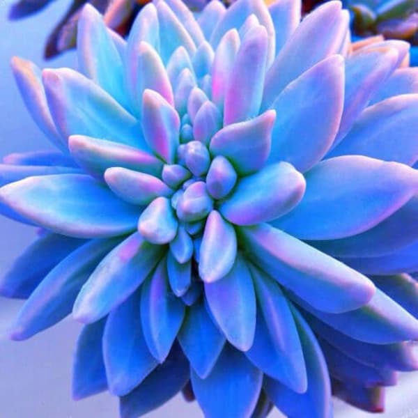 Suculentas azules Witchford Lithops Seeds, Semillas de cactus, 100pcs/pack