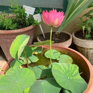 K&ouml;nnte beinhalten: Eine rosa Lotusblume bl&uuml;ht in einem Terrakotta-Topf, der mit Wasser und gr&uuml;nen Bl&auml;ttern gef&uuml;llt ist. Der Topf ist von anderen Pflanzen in Terrakotta-T&ouml;pfen umgeben.
