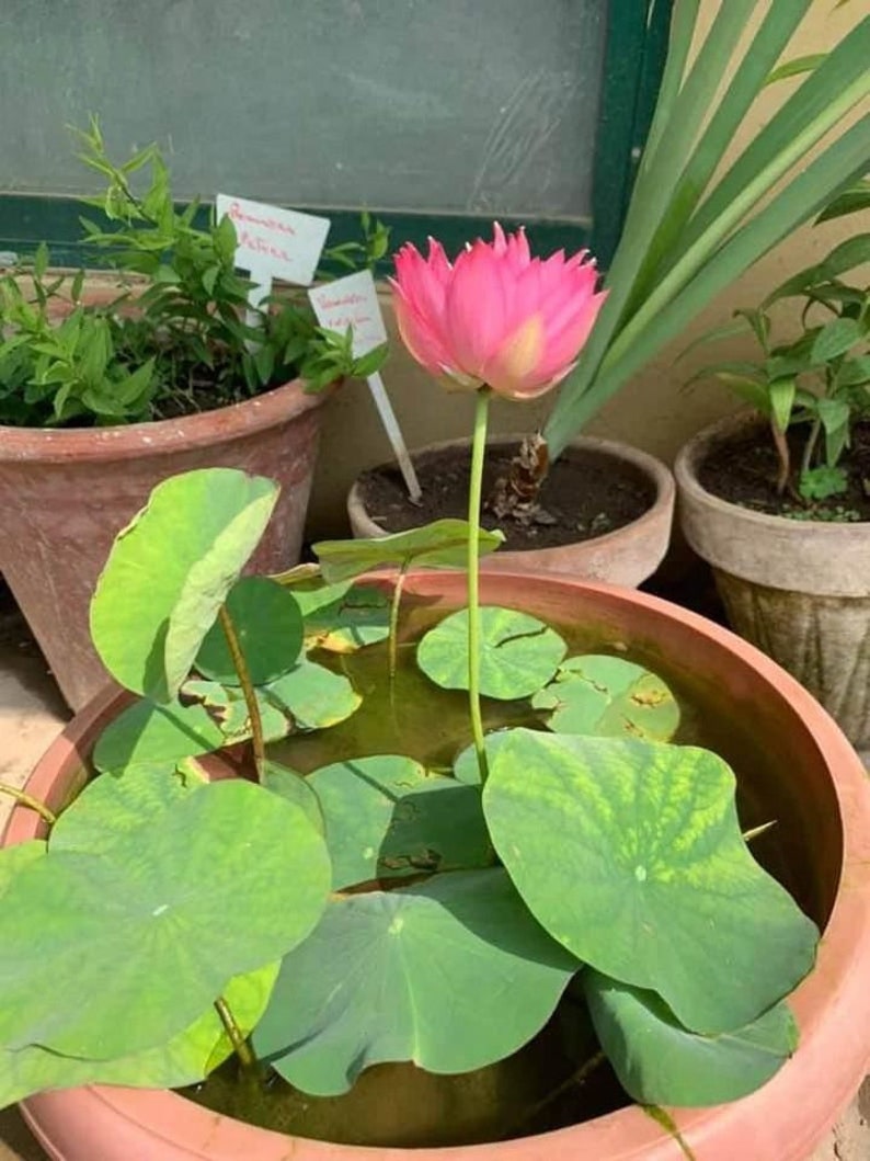 K&ouml;nnte beinhalten: Eine rosa Lotusblume bl&uuml;ht in einem Terrakotta-Topf, der mit Wasser und gr&uuml;nen Bl&auml;ttern gef&uuml;llt ist. Der Topf ist von anderen Pflanzen in Terrakotta-T&ouml;pfen umgeben.
