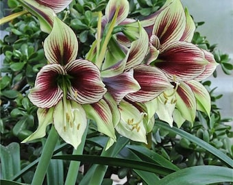 2pc Real Hippeastrum Bulbs, Amaryllis Bulbs