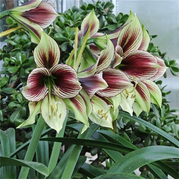 2pc Real Hippeastrum Bulbs, Amaryllis Bulbs