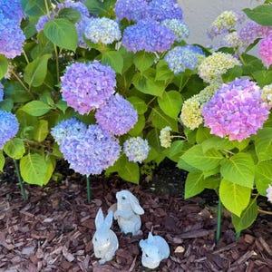 May include: Three small blue ceramic bunny figurines are sitting on a bed of brown wood chips in front of a bush of purple and blue hydrangeas.