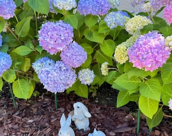 30 Mixed Blue Hydrangea Seeds Giant Snowball Fast Growing Flower