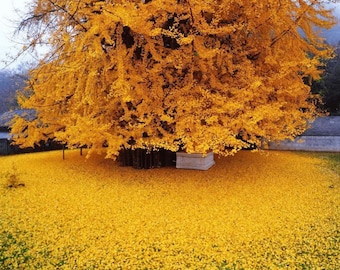 10 seeds very rare yellow ginkgo biloba ginkgo biloba