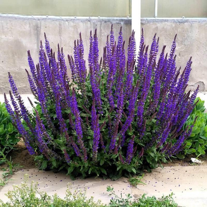 Victoria Blue Sage Seed for Planting 100seeds Etsy