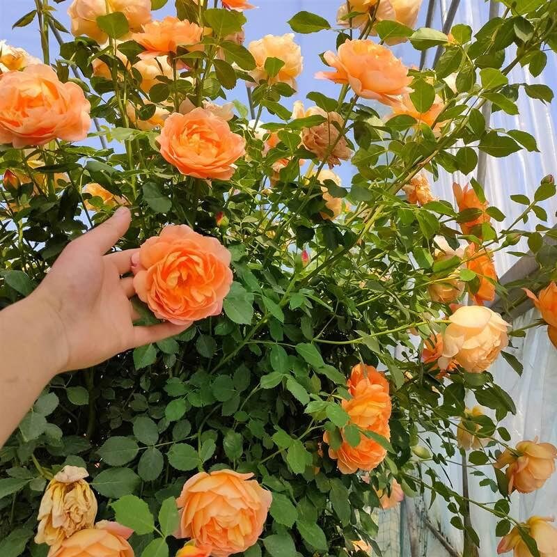 Beautiful Climbing Rose Seeds, 100pcs/pack - Etsy