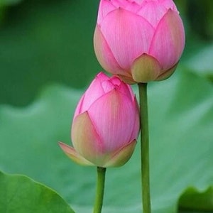 K&ouml;nnte beinhalten: Zwei rosa Lotusbl&uuml;tenknospen auf gr&uuml;nen Stielen vor einem gr&uuml;nen Blattwerk.