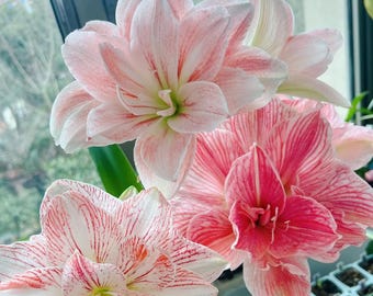 2 Amaryllis bulbs Dancing Queen Four season plant