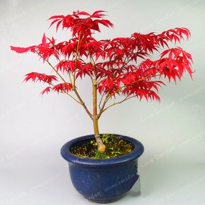 May include: A small red Japanese maple bonsai tree in a blue ceramic pot. The tree has delicate leaves and a brown trunk. The pot is sitting on a white surface.