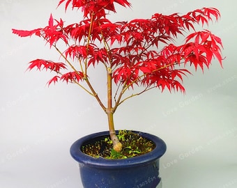 20 Seeds/Pack Acer Palmatum Atropurpureum Seeds Real Red Ghost Maple Tree Bonsai Seeds