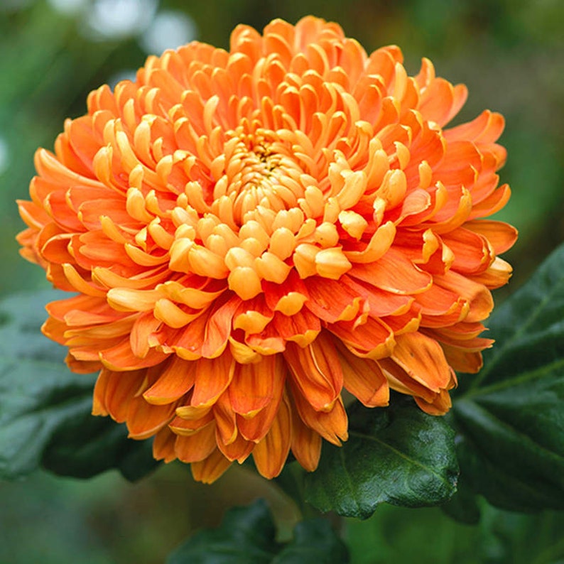Chrysanthemum Seeds Groundcover Plants 100pcs/pack Etsy