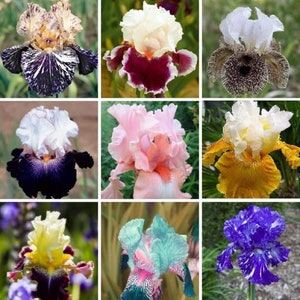 Multi-Varieties Iris Seeds, Heirloom Iris, 25pcs/pack