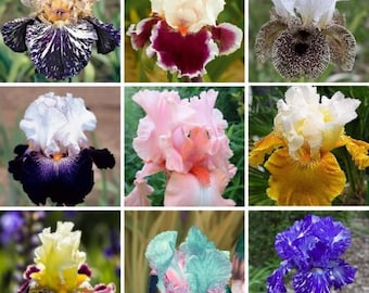 Multi-Varieties Iris Seeds, Heirloom Iris, 25pcs/pack