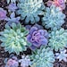 100 Semillas De Lithops - Planta Suculenta Piedra Viva, Cactus Exótico Para Maceta (Blue Witchford)
