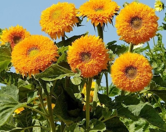50 Seeds Teddy Bear Sunflower Seed Semi Dwarf Helianthus Garden Beautiful Flower Seeds