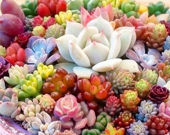 Mixed Succulent Seeds, 100seeds/pack