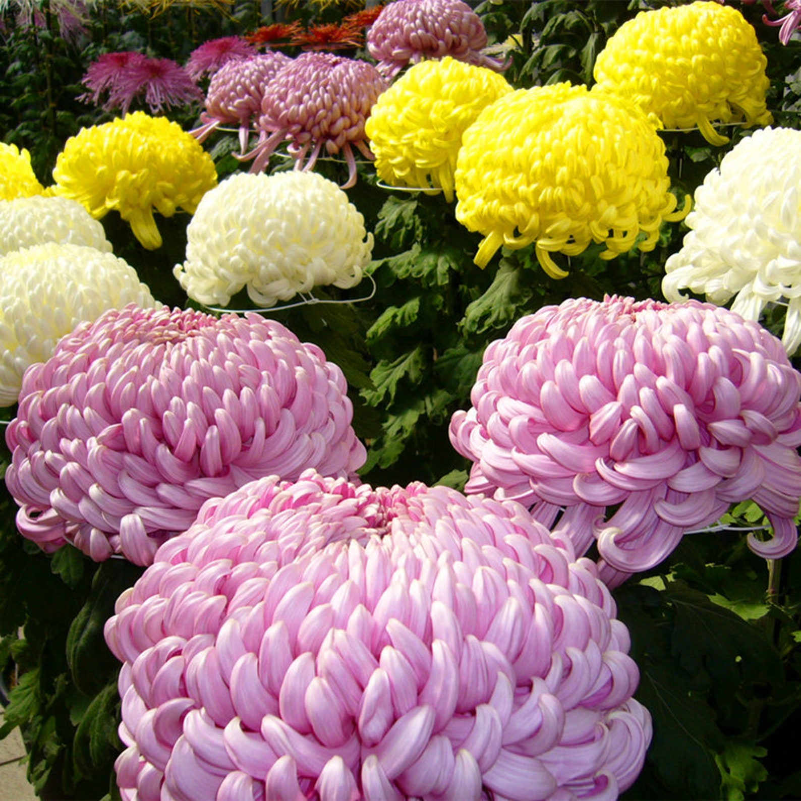 Chrysanthemum Seeds Groundcover Plants 100pcs/pack Etsy