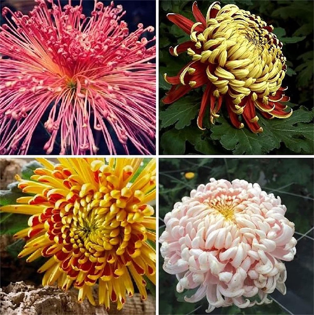Rare Fireworks Chrysanthemum Seeds, 100 Pcs/pack Etsy