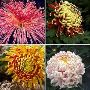 Rare Fireworks Chrysanthemum Seeds, 100 pcs/pack