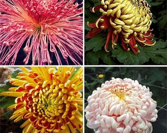 Rare Fireworks Chrysanthemum Seeds, 100 pcs/pack