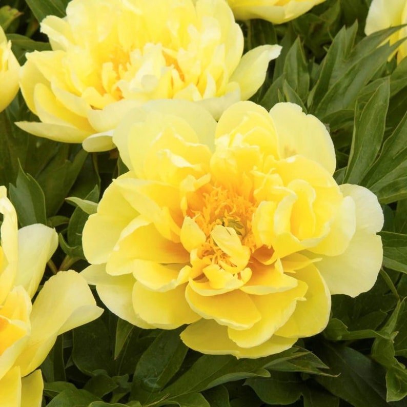 Multicolor Rare Peony Seeds 10pcs/pack Etsy