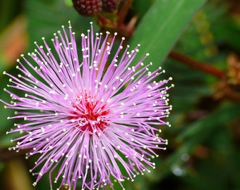 Shy Plant, Mimosa Pudica, Sensitive Bonsai Plant 50pcs /pack