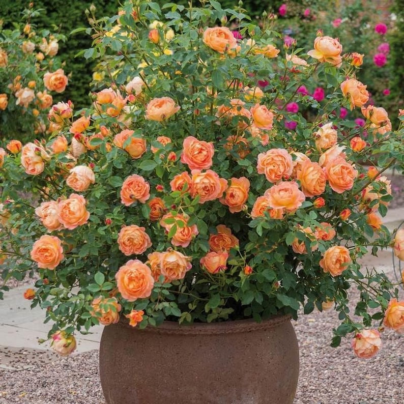 SuperZStore Climbing Rose Seeds