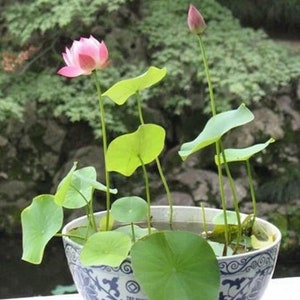 K&ouml;nnte beinhalten: Eine wei&szlig;e Keramikschale mit blau-wei&szlig;em Blumenmuster, gef&uuml;llt mit Wasser und einer kleinen rosa Lotuspflanze mit gr&uuml;nen Bl&auml;ttern.