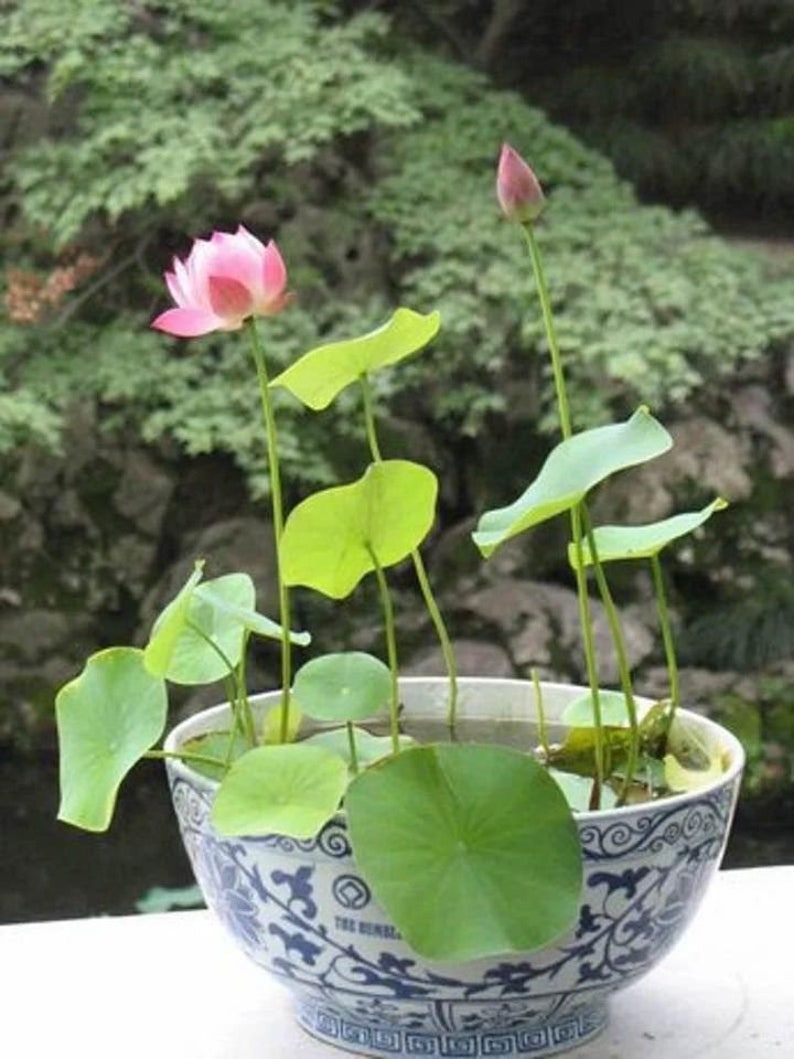 K&ouml;nnte beinhalten: Eine wei&szlig;e Keramikschale mit blau-wei&szlig;em Blumenmuster, gef&uuml;llt mit Wasser und einer kleinen rosa Lotuspflanze mit gr&uuml;nen Bl&auml;ttern.