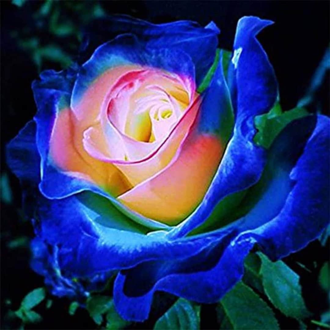 Rare Blue Pink Roses Plant Seeds Balcony Garden Potted Rose - Etsy