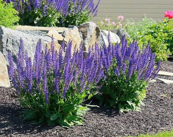 Victoria Blue Sage Seed for Planting 100+seeds