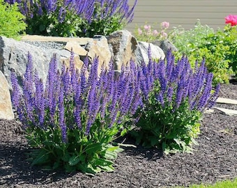 Victoria Blue Sage Seed for Planting 100+seeds