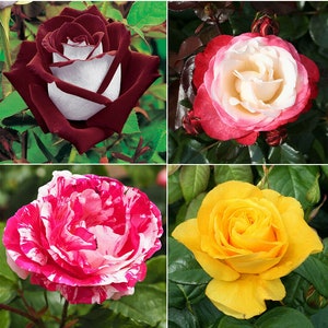 100pcs/pack Multi-color Rose Seeds, Double Petal Rose, - Etsy