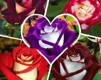 100pcs/Pack Multi-Color Rose Seeds, Double Petal Rose,