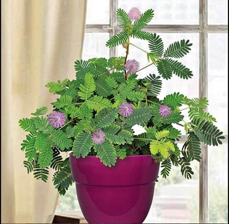 Shy Plant, Mimosa Pudica, Sensitive Bonsai Plant 50pcs /pack