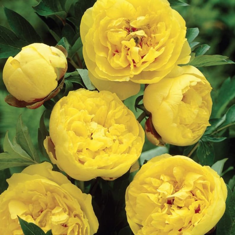Multicolor Rare Peony Seeds 10pcs/pack Etsy