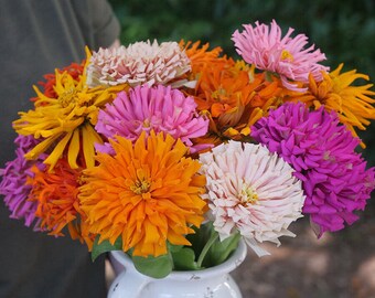 Zinnia CACTUS FLOWERED Mix Huge Blooms! 6 Colors Heirloom Non-GMO 100 Seeds!