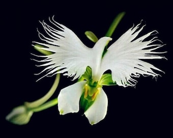 Egret Orchid Seeds, 50pcs/pack