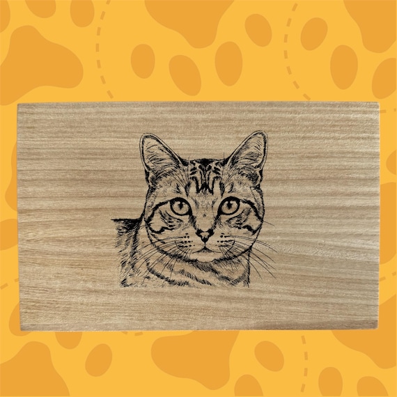 Domestic Shorthair cat themed box