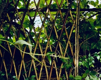 Trellis made from willow branches