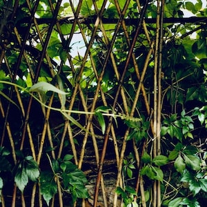Trellis made of willow branches