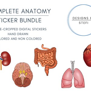 KOMPLETNY pakiet anatomii | Biologia i pielęgniarstwo Naklejka cyfrowa | Rysowane ręcznie, wstępnie pocięte pliki PNG | GoodNotes, Notability | Studium, Notatki z wykładów