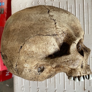 Aged hard foam skull