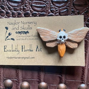 Deaths Head Moth Pin