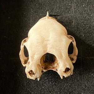 May include: A close-up of a white animal skull with visible teeth. The skull is on a black background.