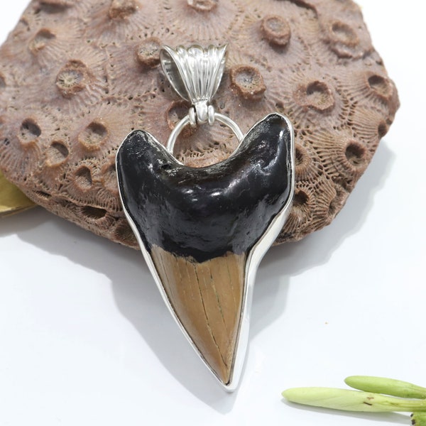 Shark Tooth Necklace Etsy