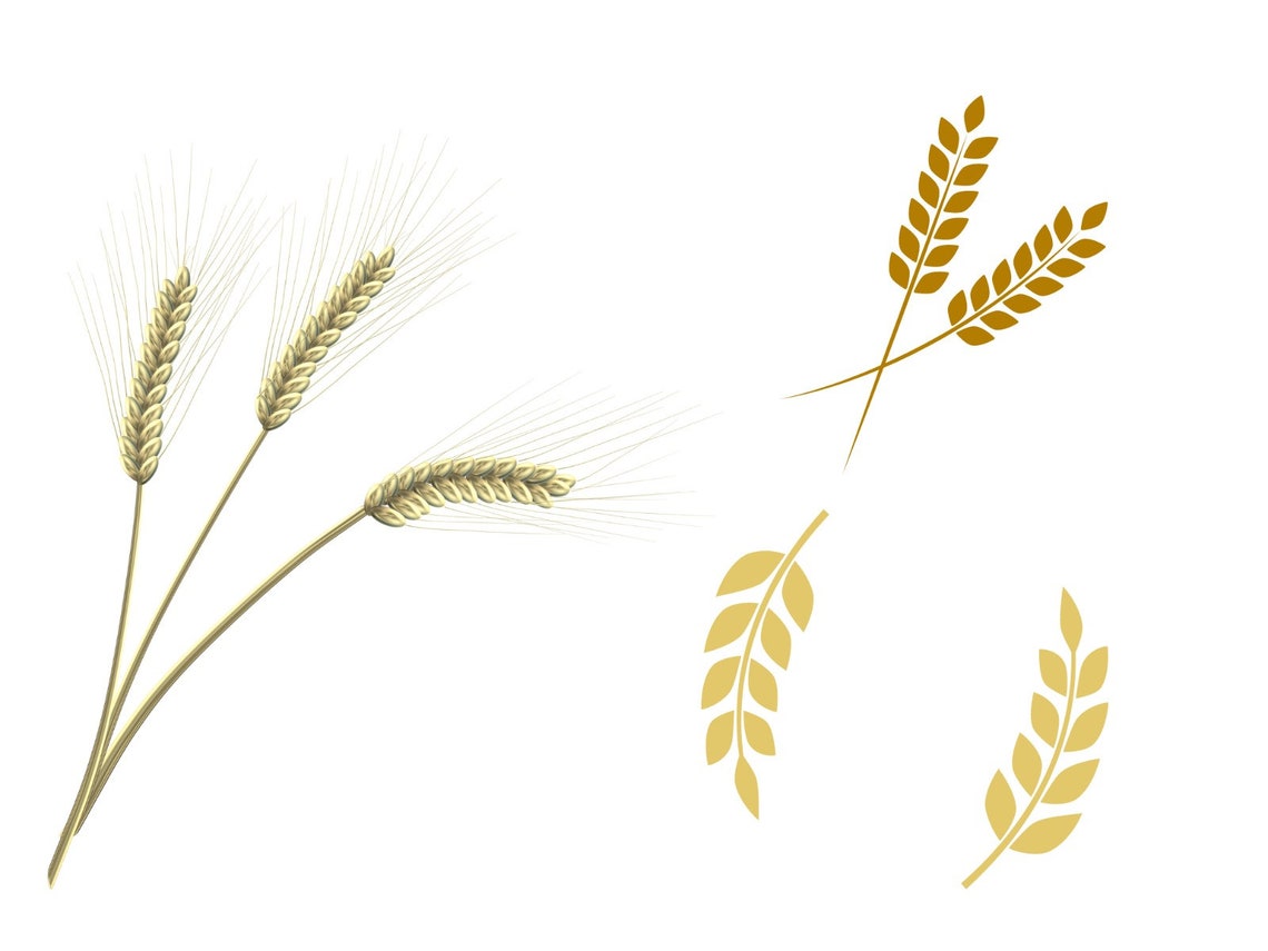 Set of 15 Pictures, High Quality Wheat Svg, Wheat Clipart - Etsy