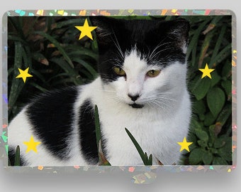 Photography Series - "Cow Cat" (STICKER)